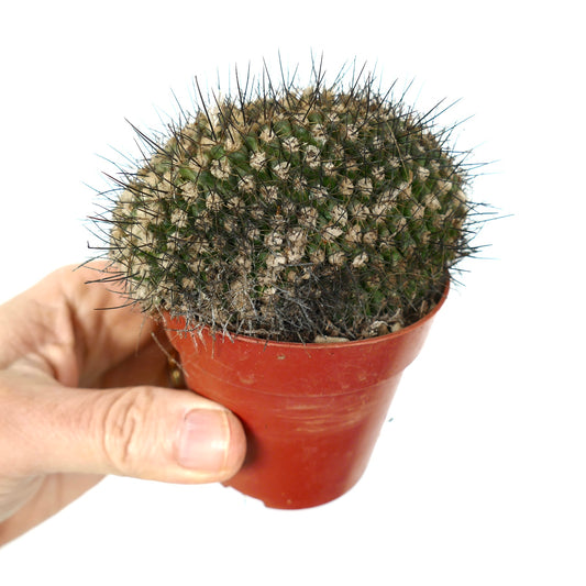 Copiapoa humilis crested rare cactus with dense black spines in small red pot