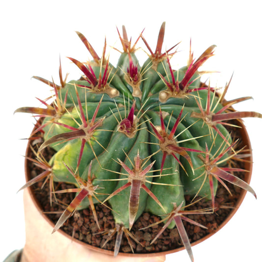 Ferocactus latispinus cactus with thick green ribs and long reddish-brown spines in pot