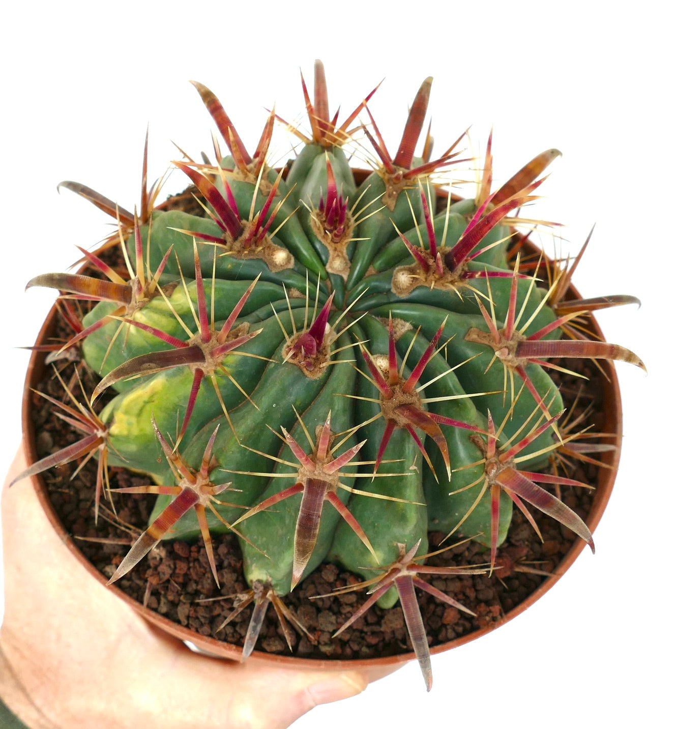 Ferocactus latispinus vetplanten cactussen met dikke groene ribben en lange roodachtige stekels