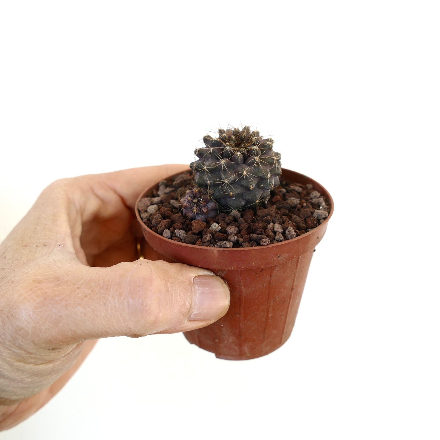 Copiapoa humilis small dark succulent cactus with spines in a brown pot
