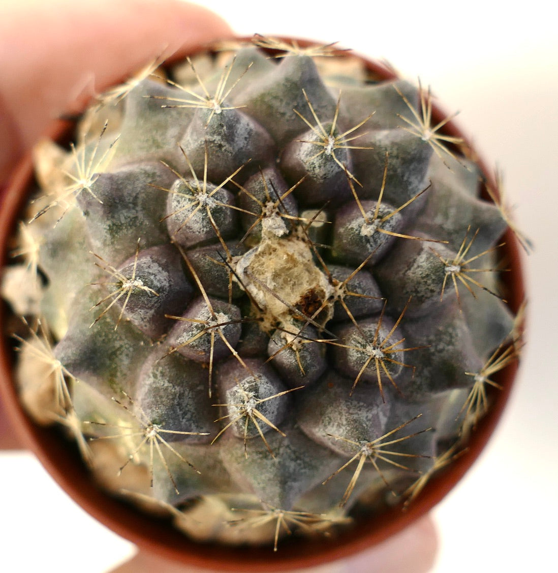Copiapoa humilis small succulent cactus with gray-green ribs and long yellow spines