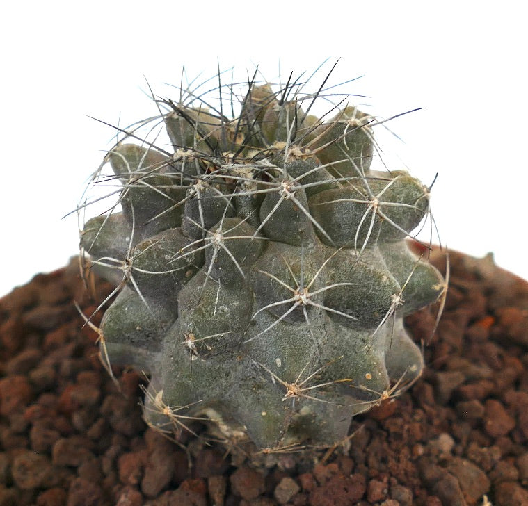 Copiapoa humilis Sukkulente Kaktus mit abgerundeten Warzen und langen Stacheln in felsigem Boden