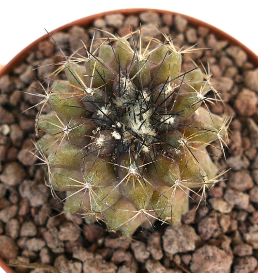 Copiapoa humilis succulent cactus with dense sharp spines and greenish-brown body in pot