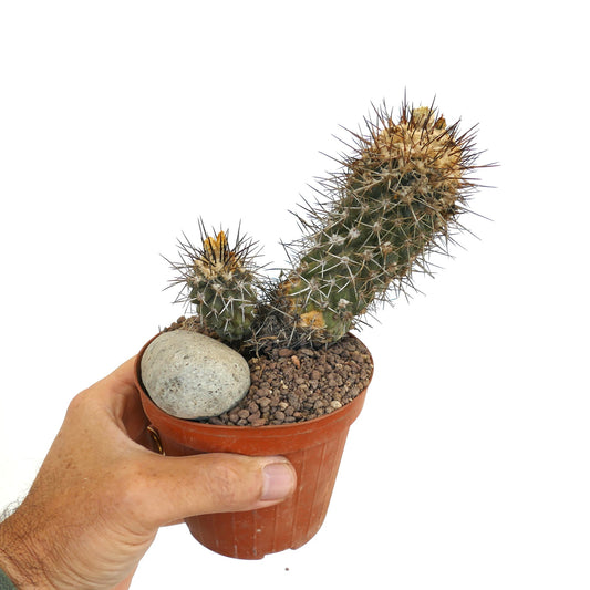 Copiapoa humilis succulent cactus with dense spines and aged textured stems in pot