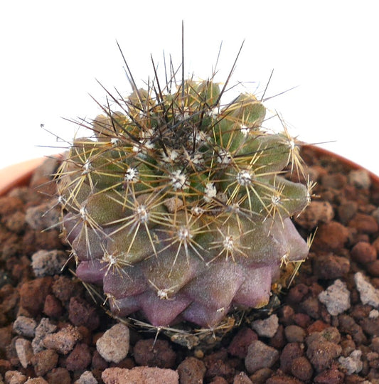 Copiapoa humilis X Copiapoa atacamensis succulent cactus with thin spines and purple-green body