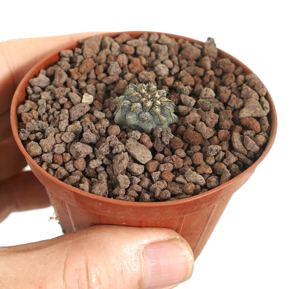 Kleine vetplantenzaailing van Copiapoa humilis X Copiapoa cinerea met donkere stekels in rotsachtige grond