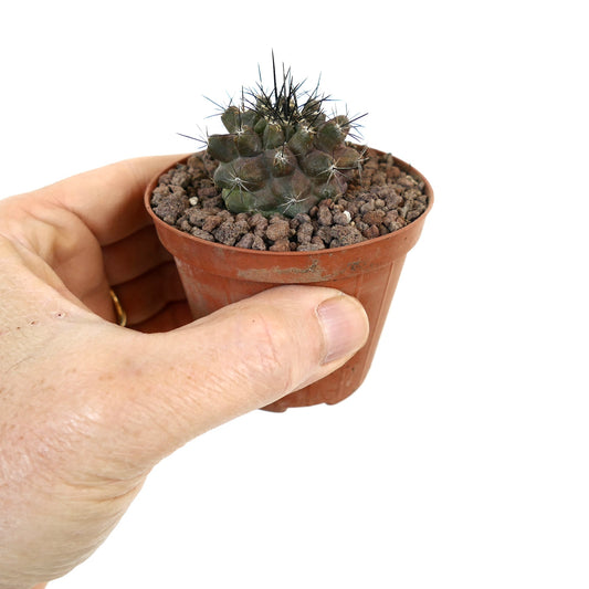Copiapoa humilis X Copiapoa desertorum kleiner dunkelgrüner Kaktus mit scharfen schwarzen Dornen im Topf