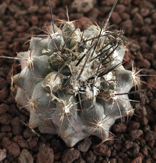 Cacto suculento Copiapoa humilis X atacamensis com espinhos densos e corpo texturizado cinza-esverdeado
