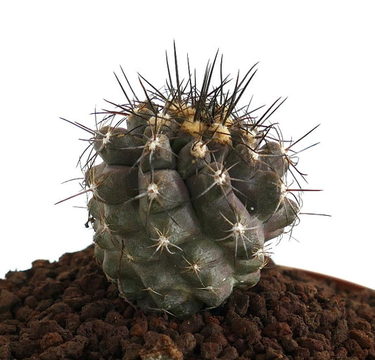 Cacto suculento raro Copiapoa humilis X atacamensis com corpo verde-escuro e espinhos afiados