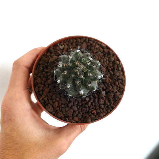 Copiapoa humilis X atacamensis pequeno cacto redondo com espinhos escuros em vaso de terracota