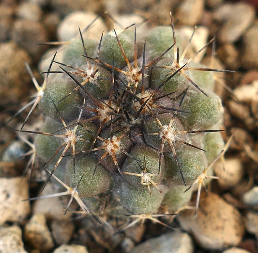 Copiapoa humilis X atacamensis rare succulent cactus with dense dark spines and rounded green body