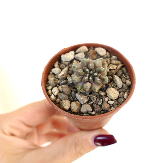 Copiapoa humilis X desertorum small succulent cactus with star-shaped spines in terracotta pot