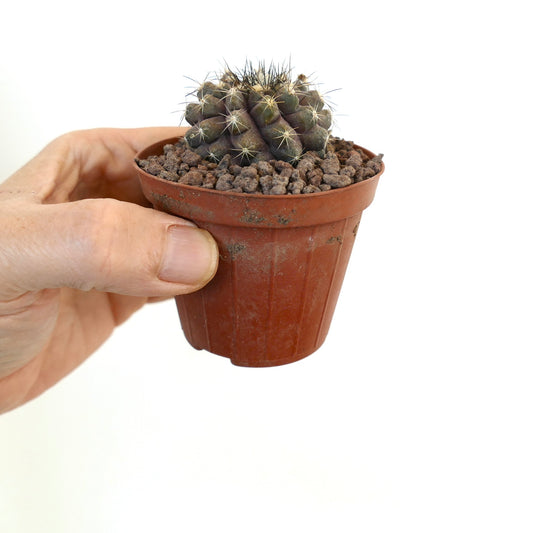 Kleiner dunkelgrüner Kaktus Copiapoa humilis X fiedleriana mit scharfen Stacheln in braunem Topf