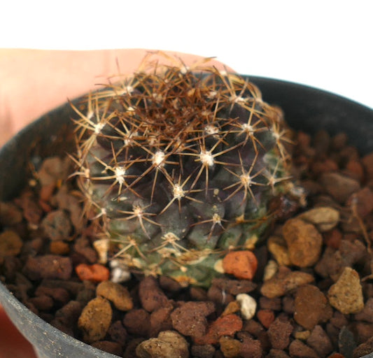 Kleiner rundlicher Sukkulenten-Kaktus Copiapoa humilis X goldii mit dichten braunen Dornen und dunkelgrünem Körper