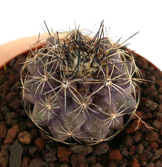 Copiapoa humilis X serpentisulcata seltener lila Sukkulenten-Kaktus mit langen dunklen Dornen