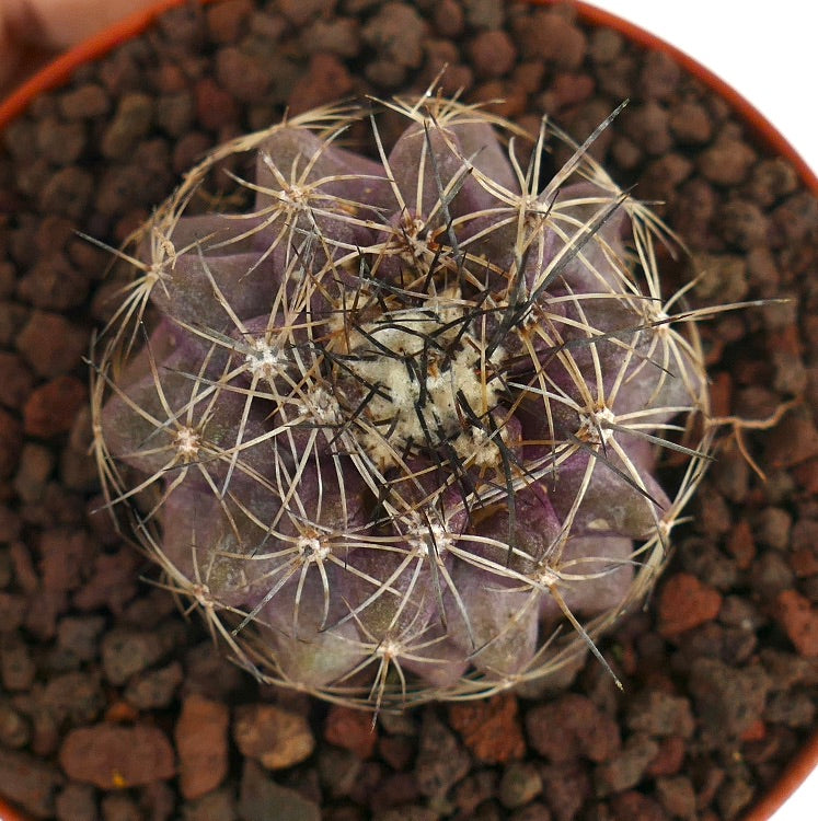Copiapoa humilis X serpentisulcata sjelden lilla saftig kaktus med lange pigger og avrundede ribber