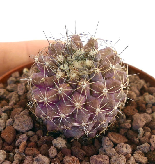Copiapoa humilis X tenuissima purple succulent cactus with dense white spines and rounded shape