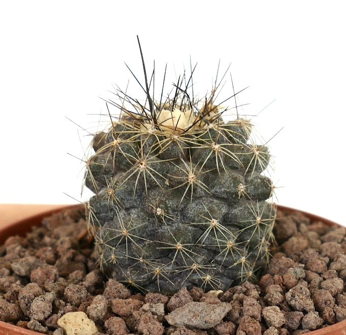Kleiner, dunkelgrüner Kaktus Copiapoa humilis X tenuissima mit langen, scharfen Stacheln im Topf