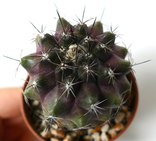 Copiapoa humilis rare succulent cactus with dark green and purple body and sharp spines
