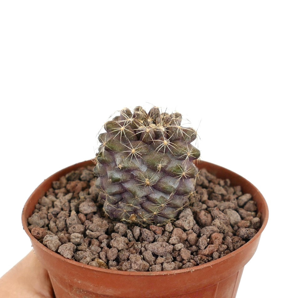Copiapoa humilis small succulent cactus with purple-green body and sharp spines in pot