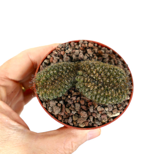 Copiapoa humilis succulent cactus with crested, curved growth and fine spines in small pot