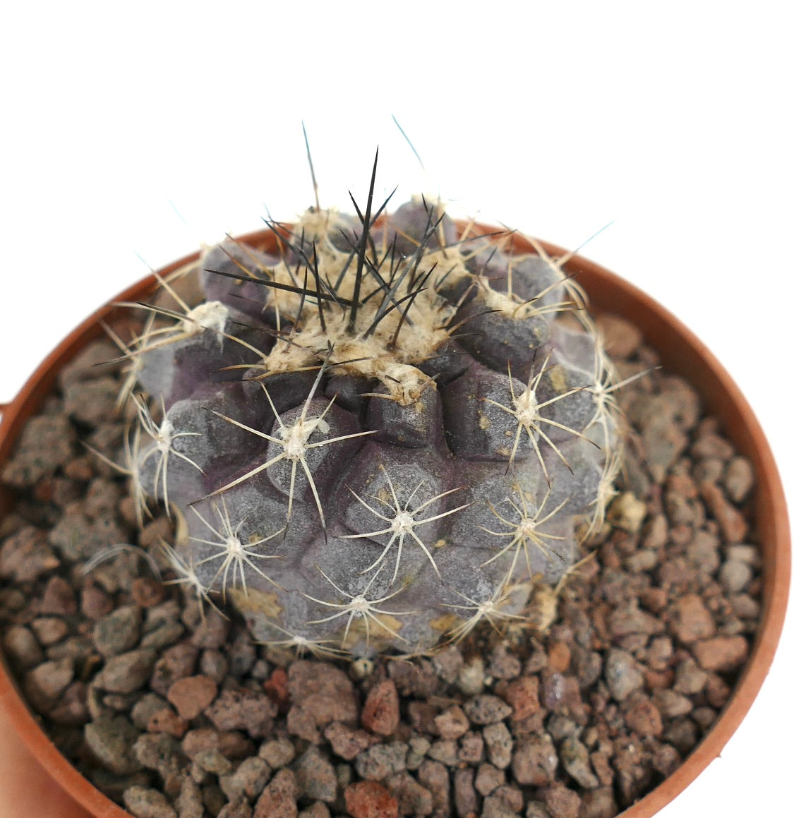 Copiapoa humilis x atacamensis seltener purpurfarbener Sukkulenten-Kaktus mit langen schwarzen Stacheln im Topf