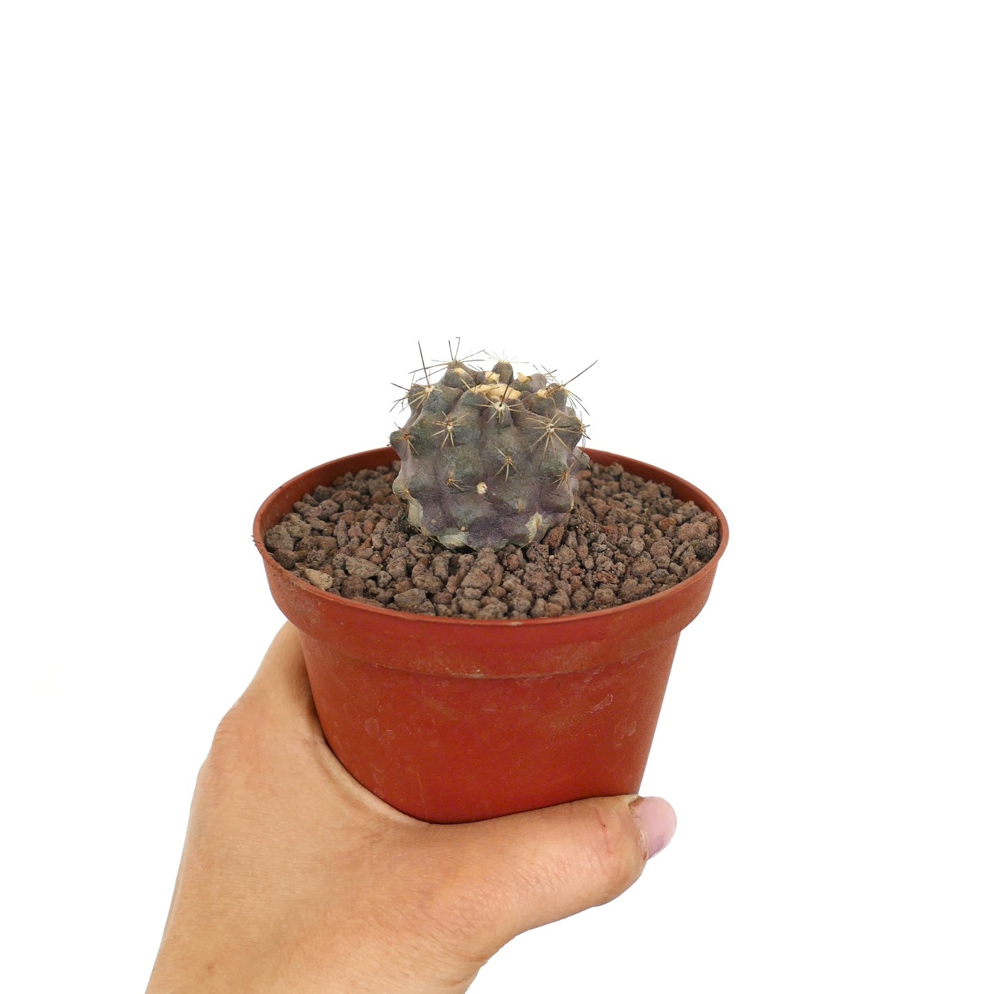 코피아포아 후밀리스 x 시네레아 작은 둥근 선인장, 회색빛 몸체와 드문 가시, 화분에 담김