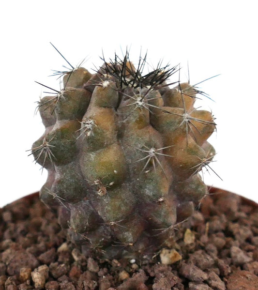 Copiapoa humilis x cinerea Sukkulente Kaktee mit dunklen Stacheln und strukturiertem grün-braunem Körper