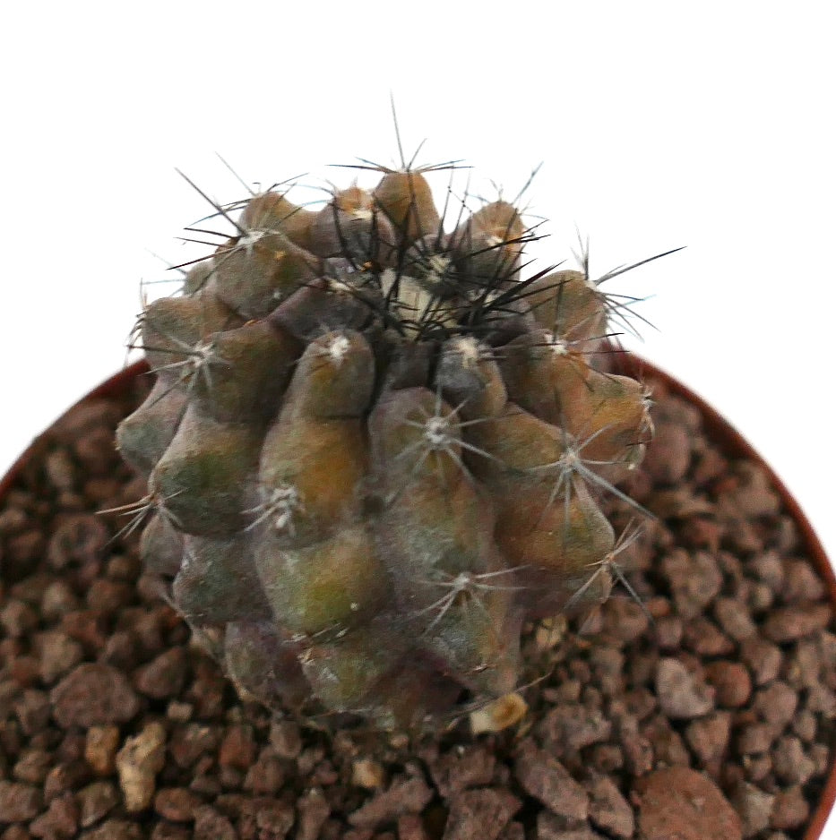 Copiapoa humilis x cinerea small rare succulent cactus with dark spines and textured surface