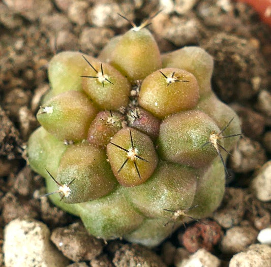 Copiapoa humilis x cinerea small succulent cactus with rounded tubercles and short spines