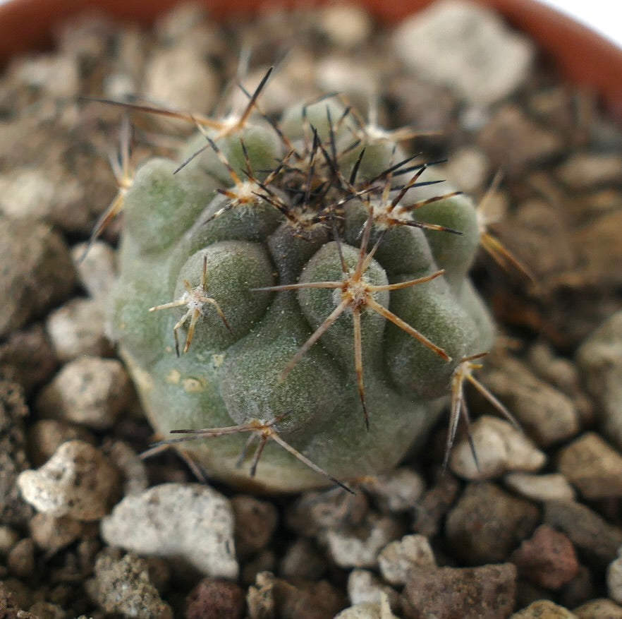 Copiapoa humilis x fiedleriana small green succulent cactus with long dark spines and rounded tubercles