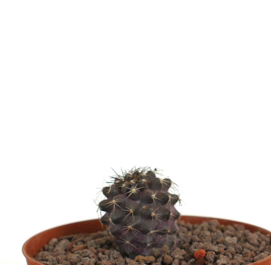 Plántula pequeña de cactus Copiapoa humilis x griesoviolacea de color púrpura oscuro con espinas cortas