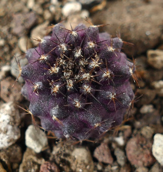 Copiapoa humilis x griseoviolacea seltener lila Sukkulenten-Kaktus mit scharfen Dornen und strukturierter Oberfläche