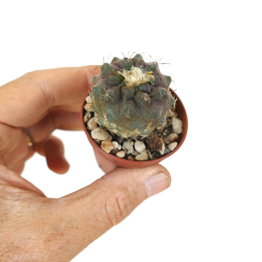 Kleine sukkulente Kaktus Copiapoa humilis x hypogaea mit dunkelgrünen und violetten Farbtönen sowie feinen Dornen