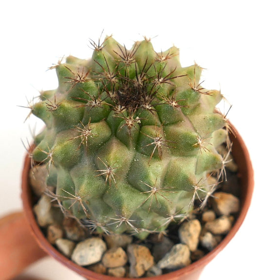 Copiapoa humilis x serpentisulcata rare succulent cactus with spiny green tubercles in pot