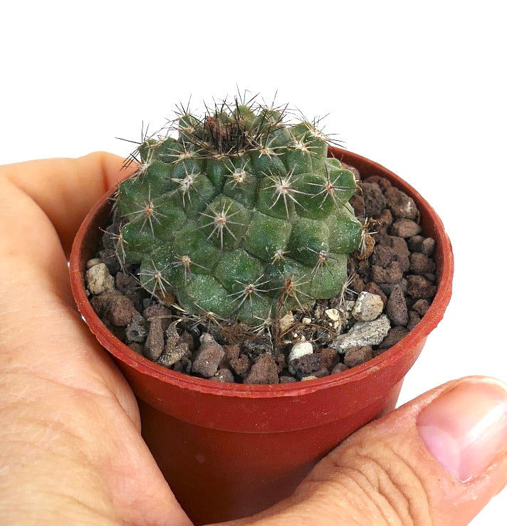 Copiapoa serpentisulcata small green cactus with prominent spines in red pot succulent specimen