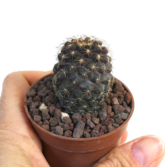 Copiapoa tenuissima small dark succulent cactus with fine yellow spines in pot