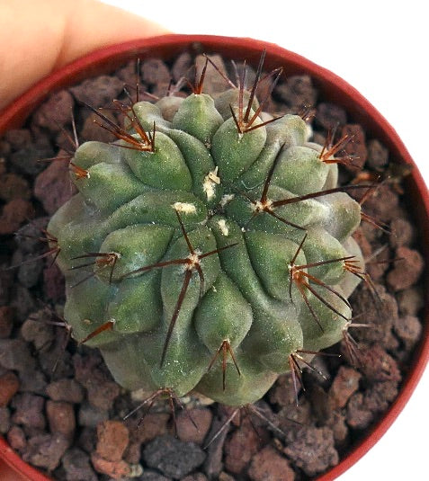 Copiapoa cinerea X hypogaea zeldzame vetplantachtige cactus met dikke ribben en lange donkere stekels in pot