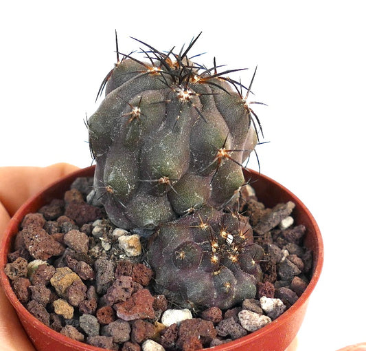Copiapoa cinerea X griseoviolacea sjelden sukkulent kaktus med mørke torner og teksturert overflate i potte