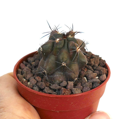 Kleine donkergroene Copiapoa cinerea X atacamensis succulent cactus met lange stekels in pot