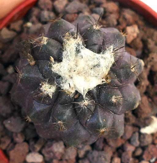 Copiapoa cinerea mørk sjelden mørk lilla kaktus med ullaktige areoler og skarpe pigger