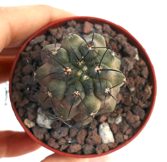Kleine succulent cactus Copiapoa cinerea X cupreata met donkere stekels en ronde knobbels in pot