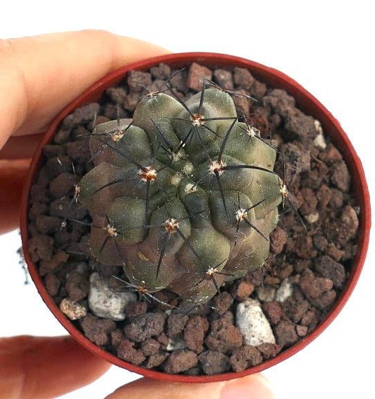 Copiapoa cinerea X cupreata zeldzame vetplant cactus met donkere doornen en afgeronde ribben in pot