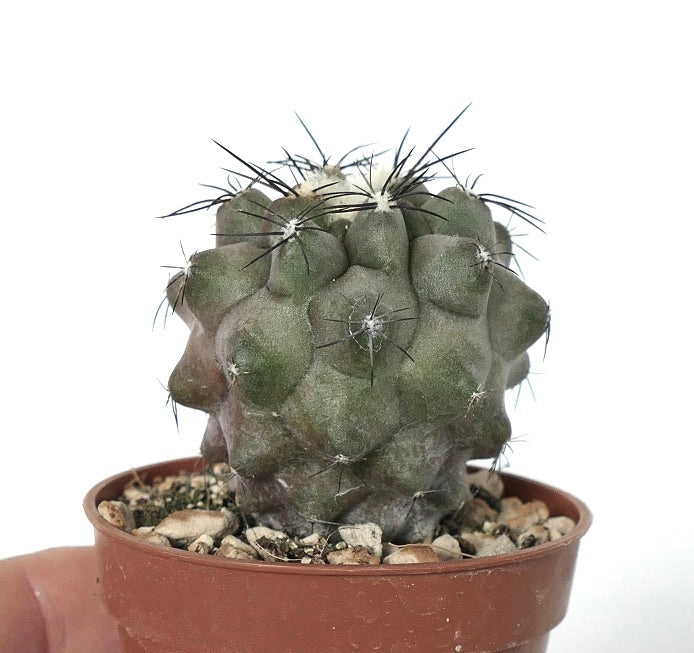 Copiapoa cinerea x cupreata sjelden sukkulent kaktus med avrundede knoller og skarpe torner i potte