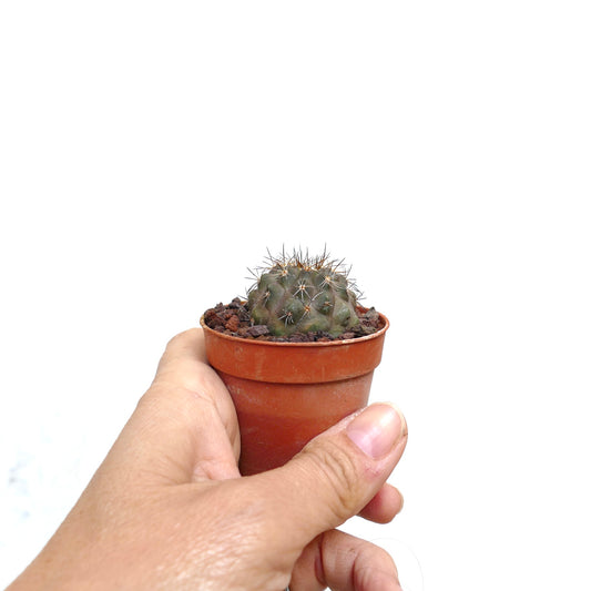 Copiapoa columna-alba X goldii liten rund saftig kaktus med skarpe torner i terrakottapotte