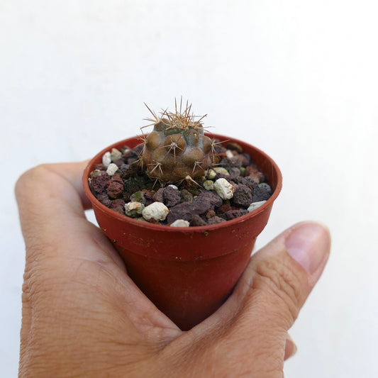 Copiapoa goldii small rare cactus with brownish body and sharp spines in pot held by hand
