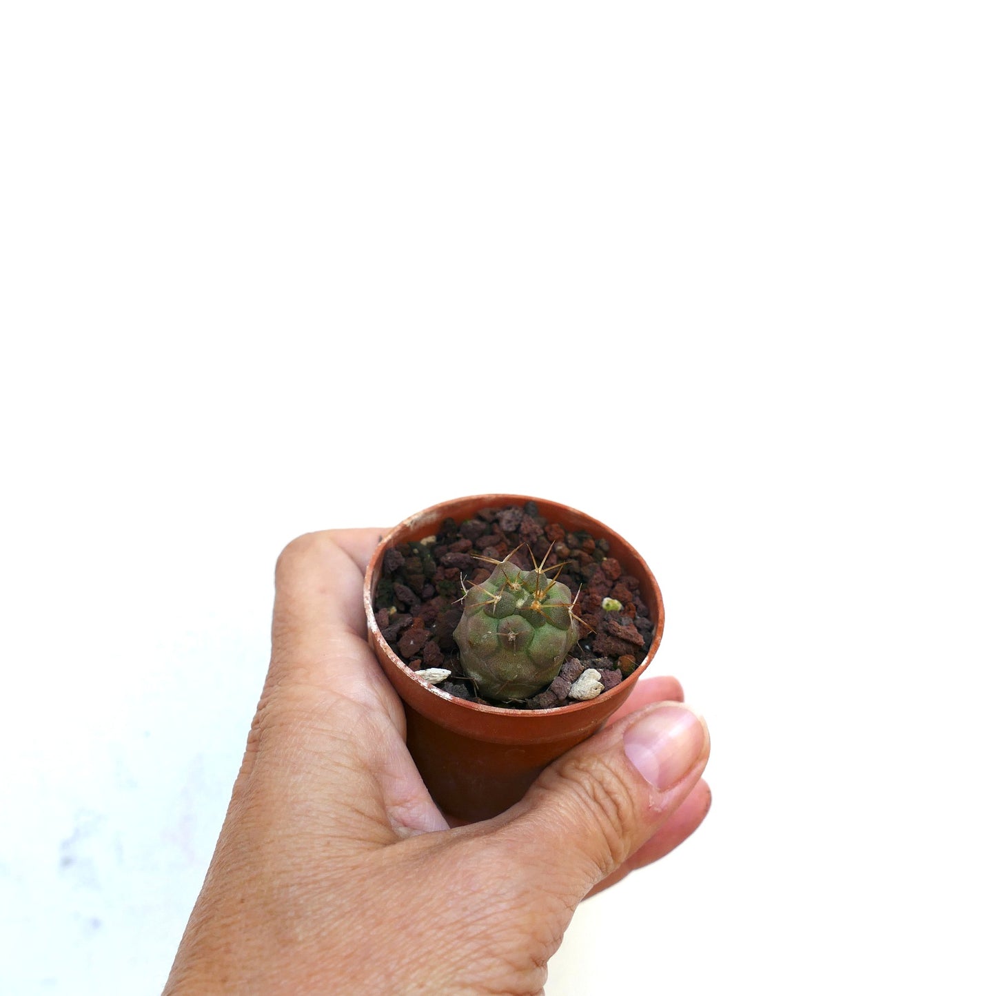 Copiapoa solaris small green cactus with long yellow spines in terracotta pot