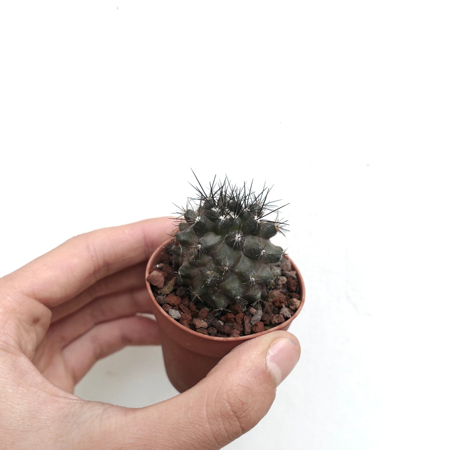 Copiapoa humilis piccolo cactus verde scuro con spine nere appuntite in vaso