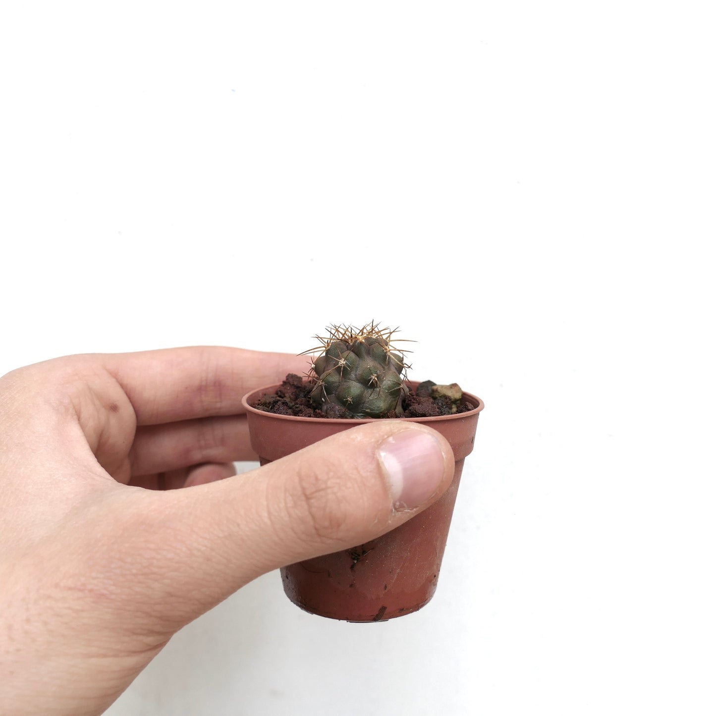 Copiapoa goldii small round succulent cactus with brown spines in a tiny pot