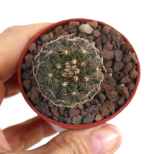 Kleine ronde cactus Copiapia humilis X tenuissima met fijne stekels en donkergroen lichaam